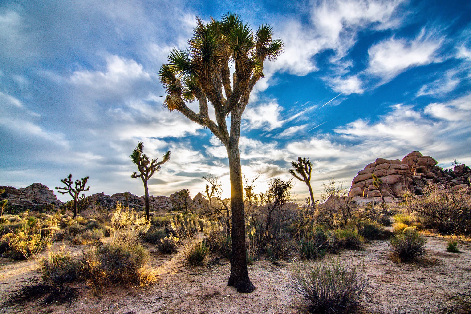 Joshua tree in Joshua Tree, CA.